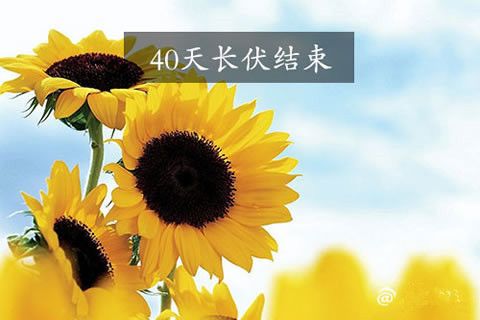 前日出伏熱已逝？華全發(fā)電機(jī)組旺銷仍將持續(xù)