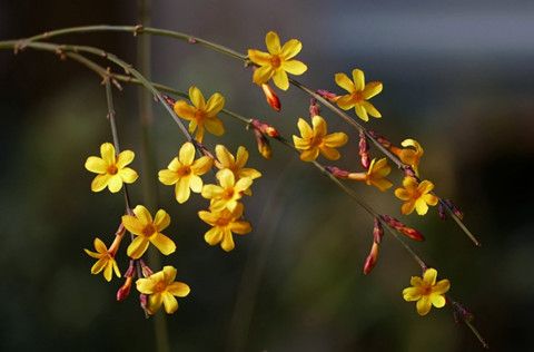 人日風(fēng)暖且踏春！華全選在大年初七開門納客
