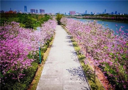 華全康明斯600kW發電機組發往珠海