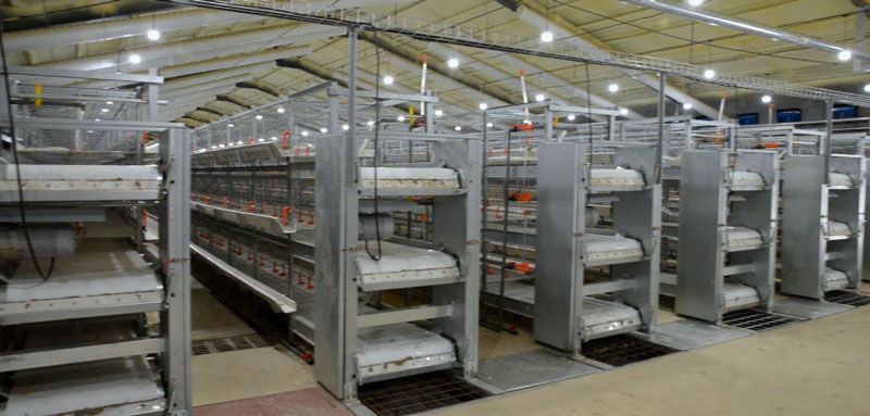 保供電，守安全！華全1000千瓦發電機組助力養殖企業發展